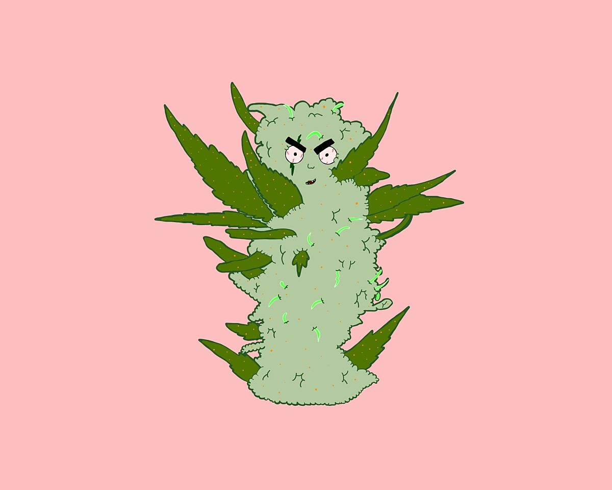 Critical Orange Punch