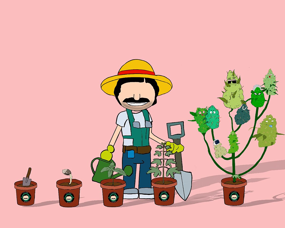 Cannabis Anbau für Anfänger